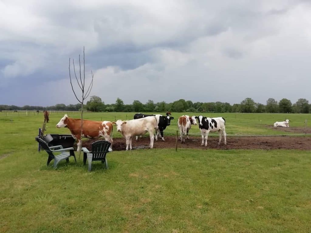 Verse melk van eigen koeien